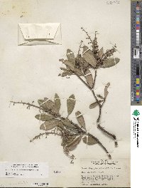 Comarostaphylis diversifolia var. planifolia image