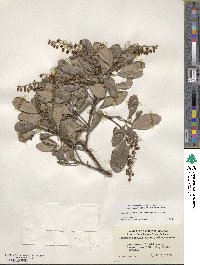 Comarostaphylis diversifolia image