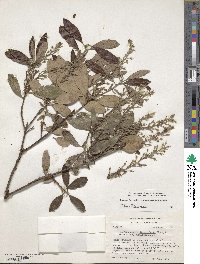 Comarostaphylis diversifolia image