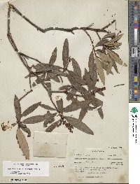 Comarostaphylis discolor image