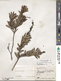 Image of Comarostaphylis polifolia