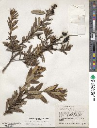 Comarostaphylis polifolia image