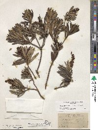 Comarostaphylis polifolia image