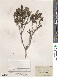 Arctostaphylos bicolor image