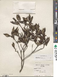 Arctostaphylos bicolor image