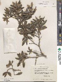 Arctostaphylos bicolor image