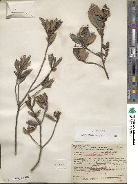 Arctostaphylos bicolor image