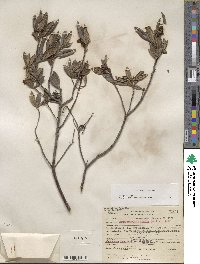 Arctostaphylos bicolor image