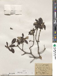 Arctostaphylos bicolor image