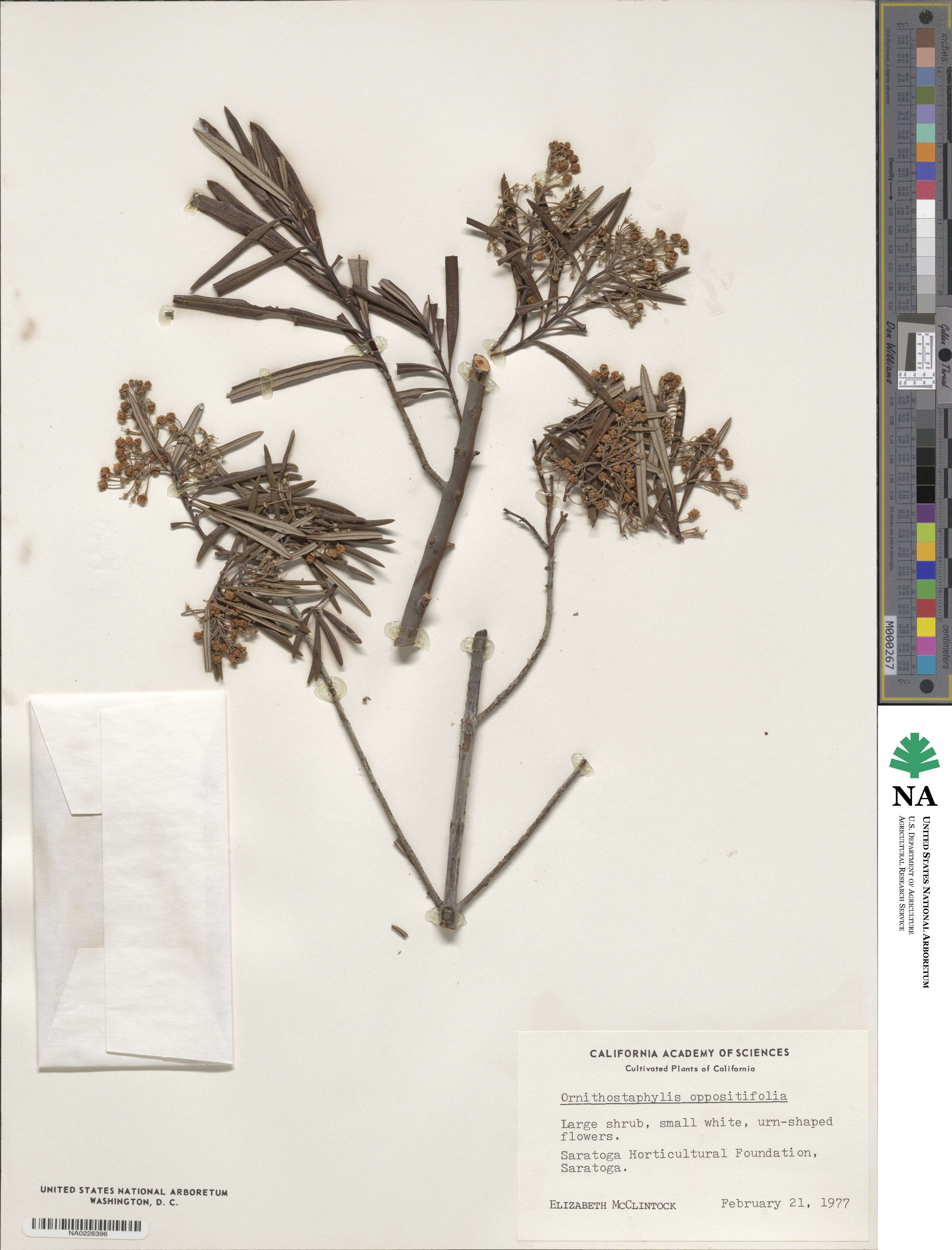 Ornithostaphylos oppositifolia image