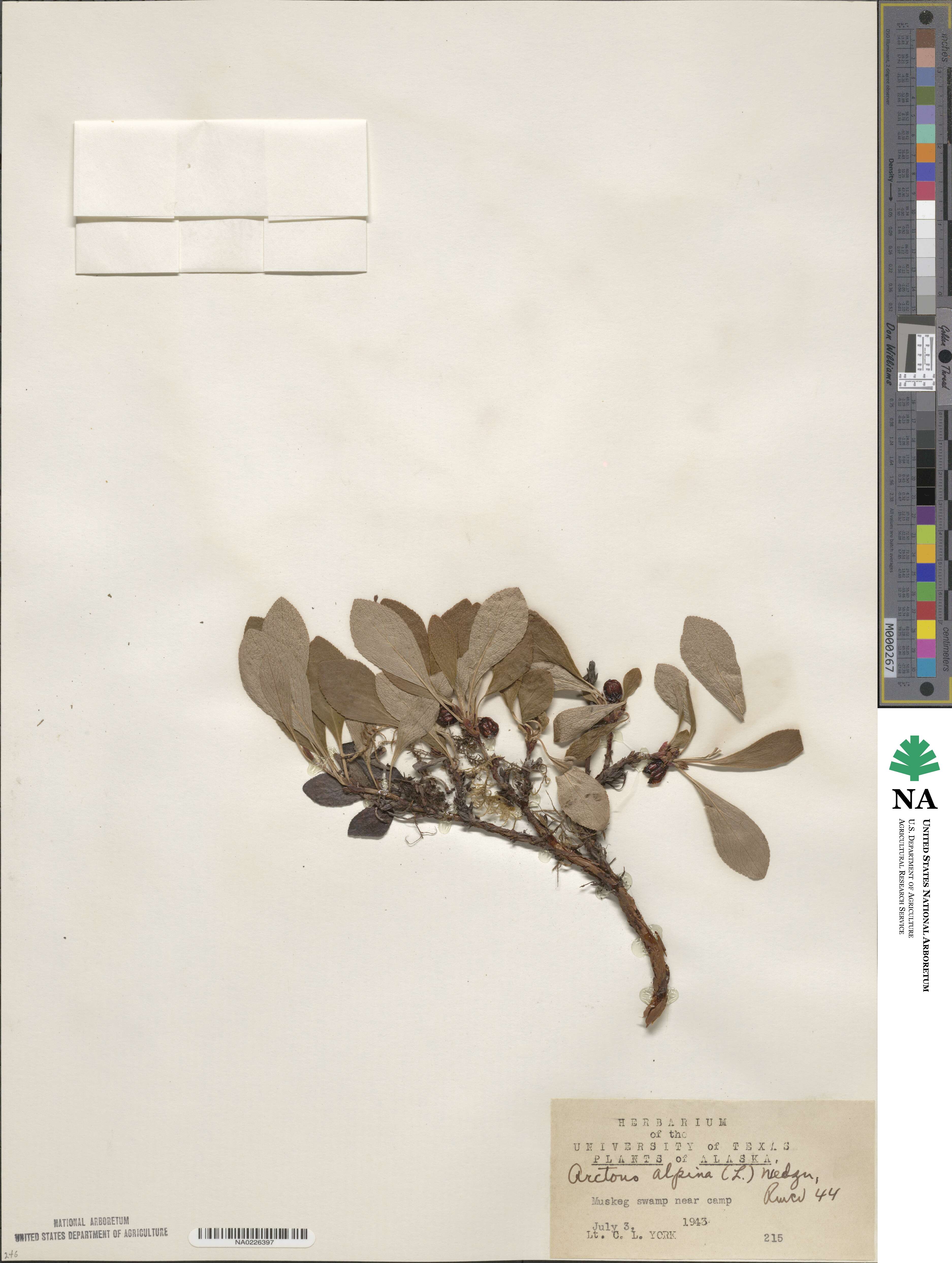 Arctostaphylos alpinus image