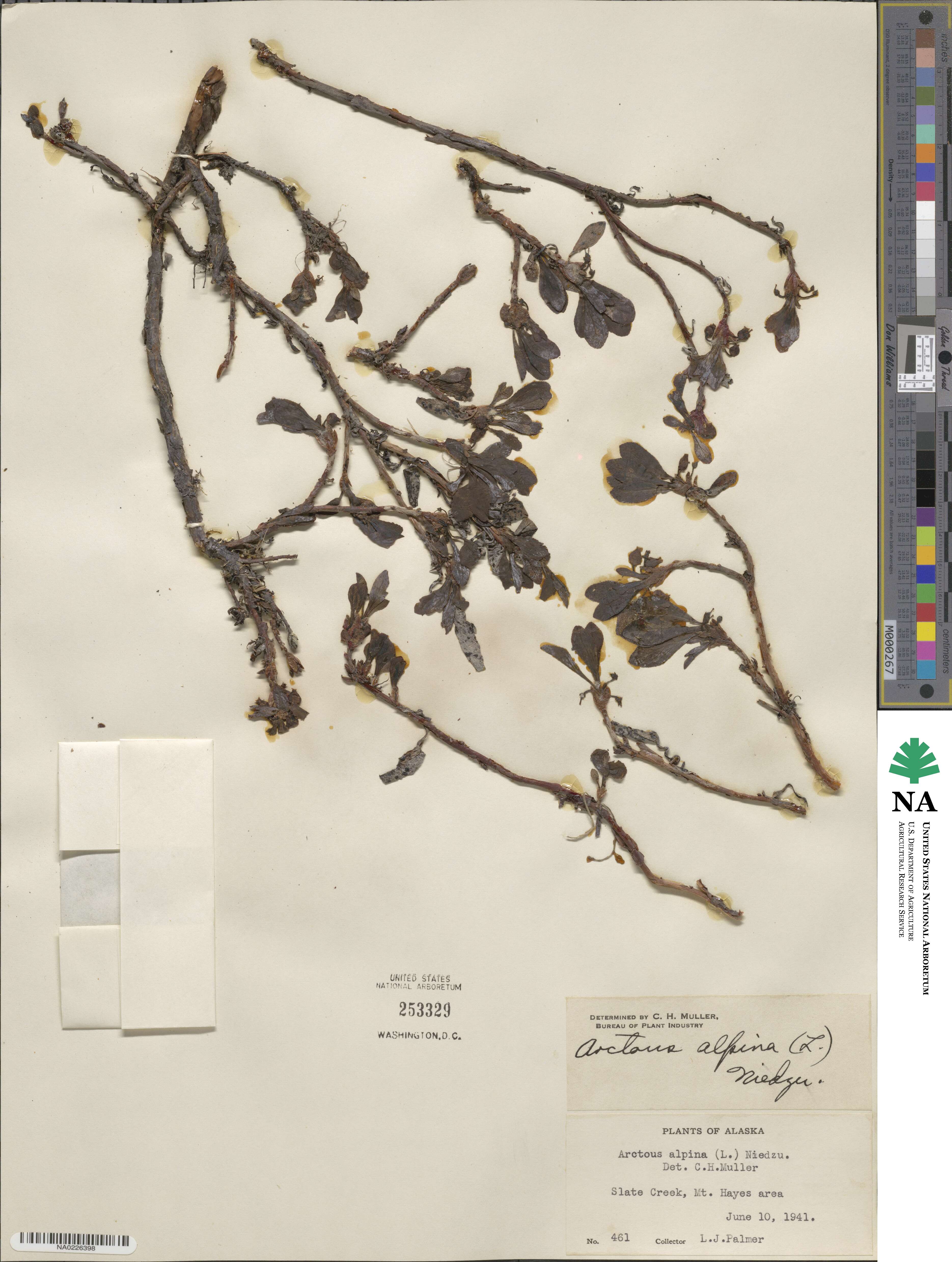 Arctostaphylos alpinus image