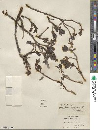 Arctostaphylos alpinus image