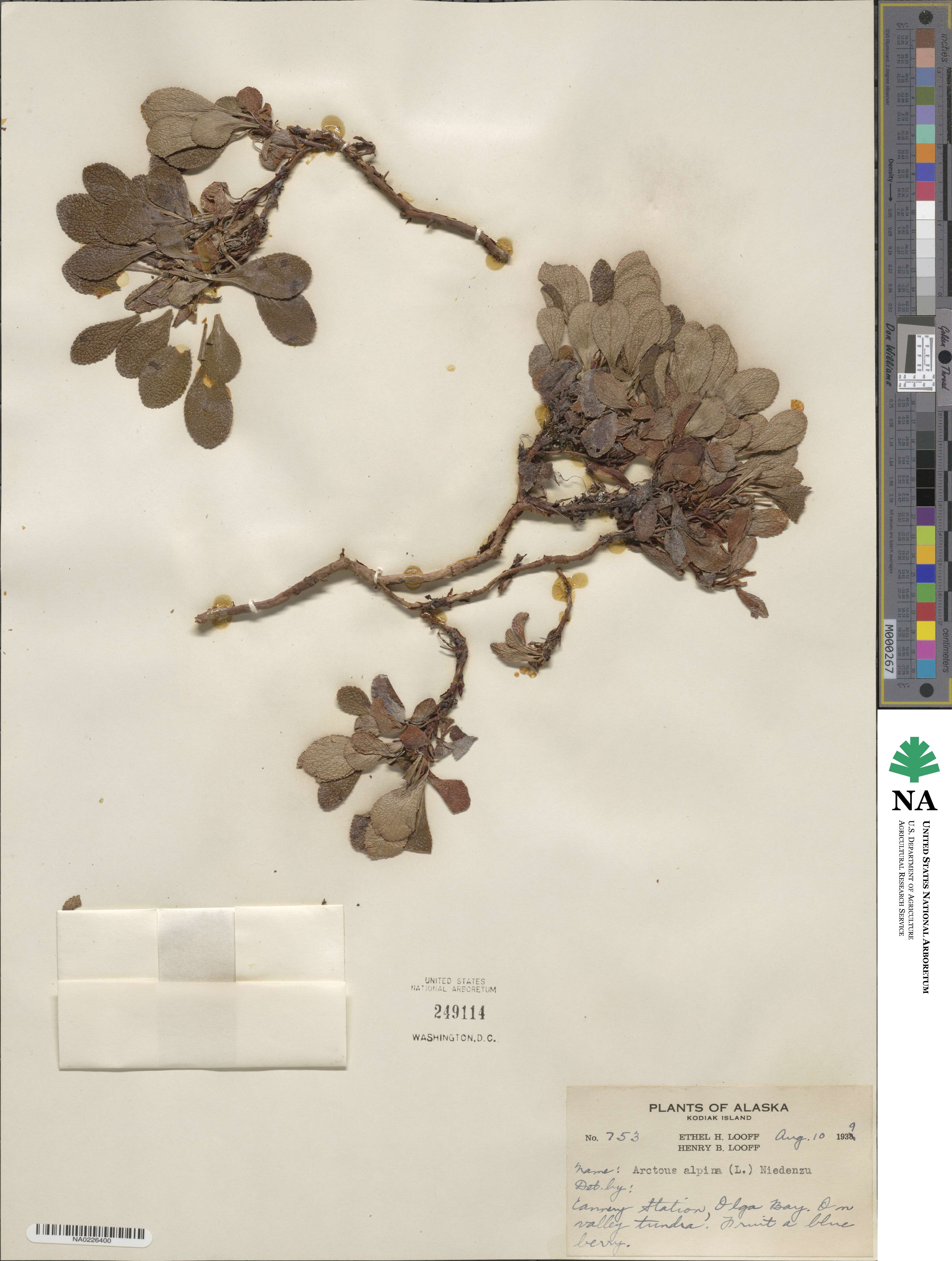 Arctostaphylos alpinus image