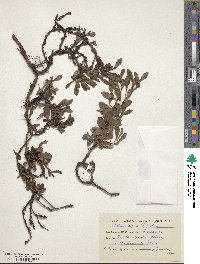 Arctostaphylos alpinus image