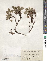 Arctostaphylos rubra image