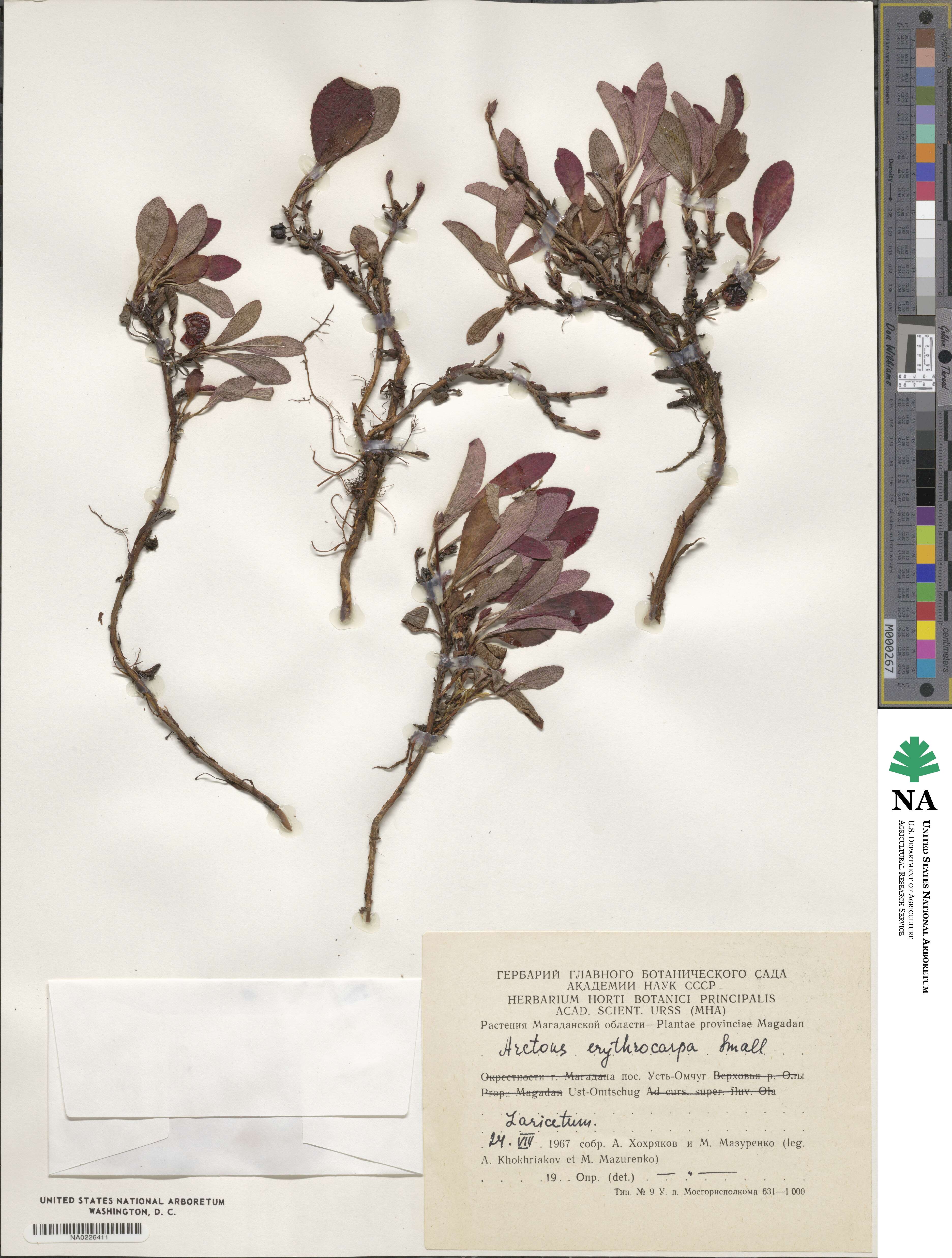 Arctostaphylos rubra image