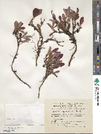 Arctostaphylos rubra image