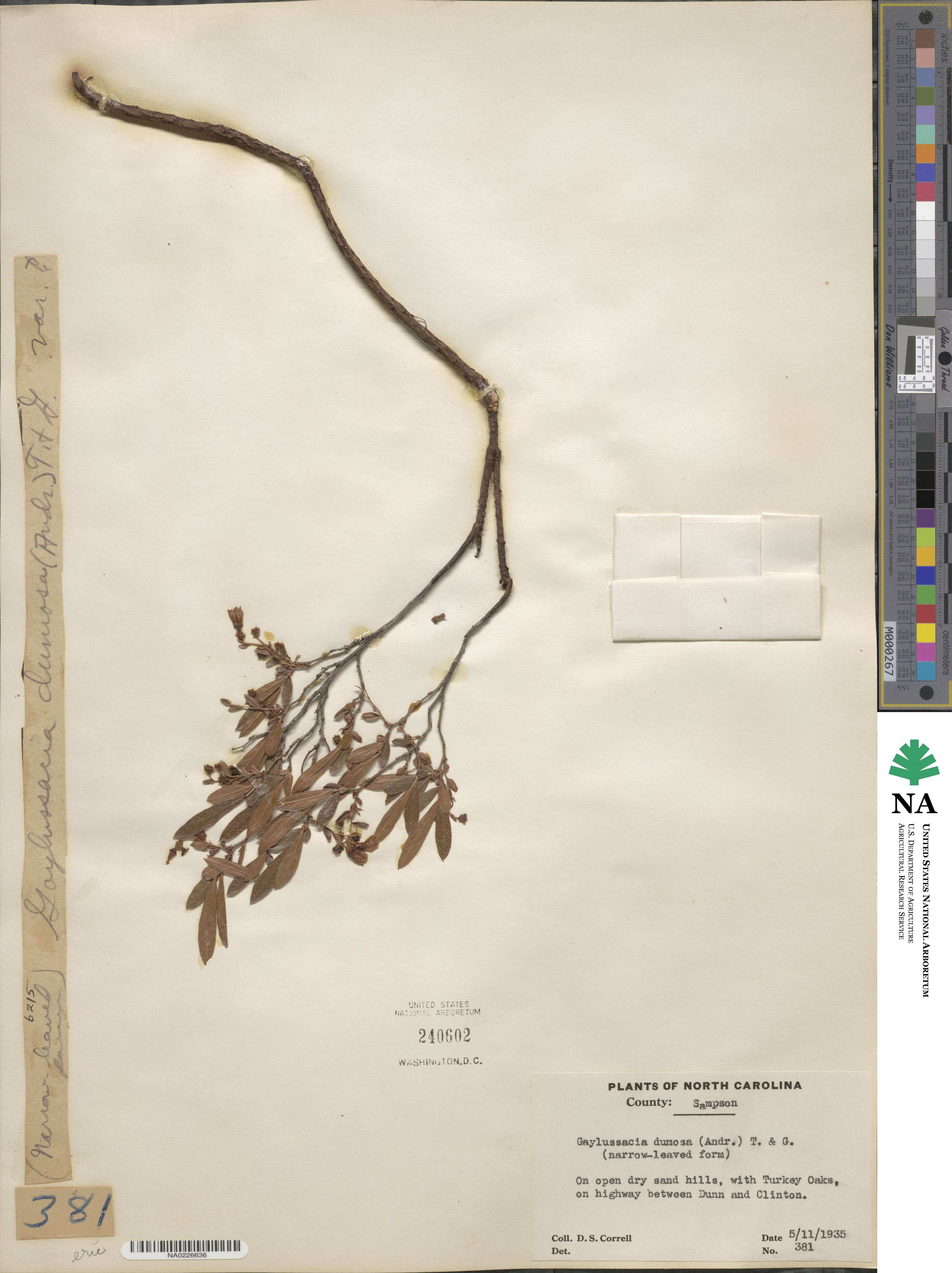 Gaylussacia dumosa image