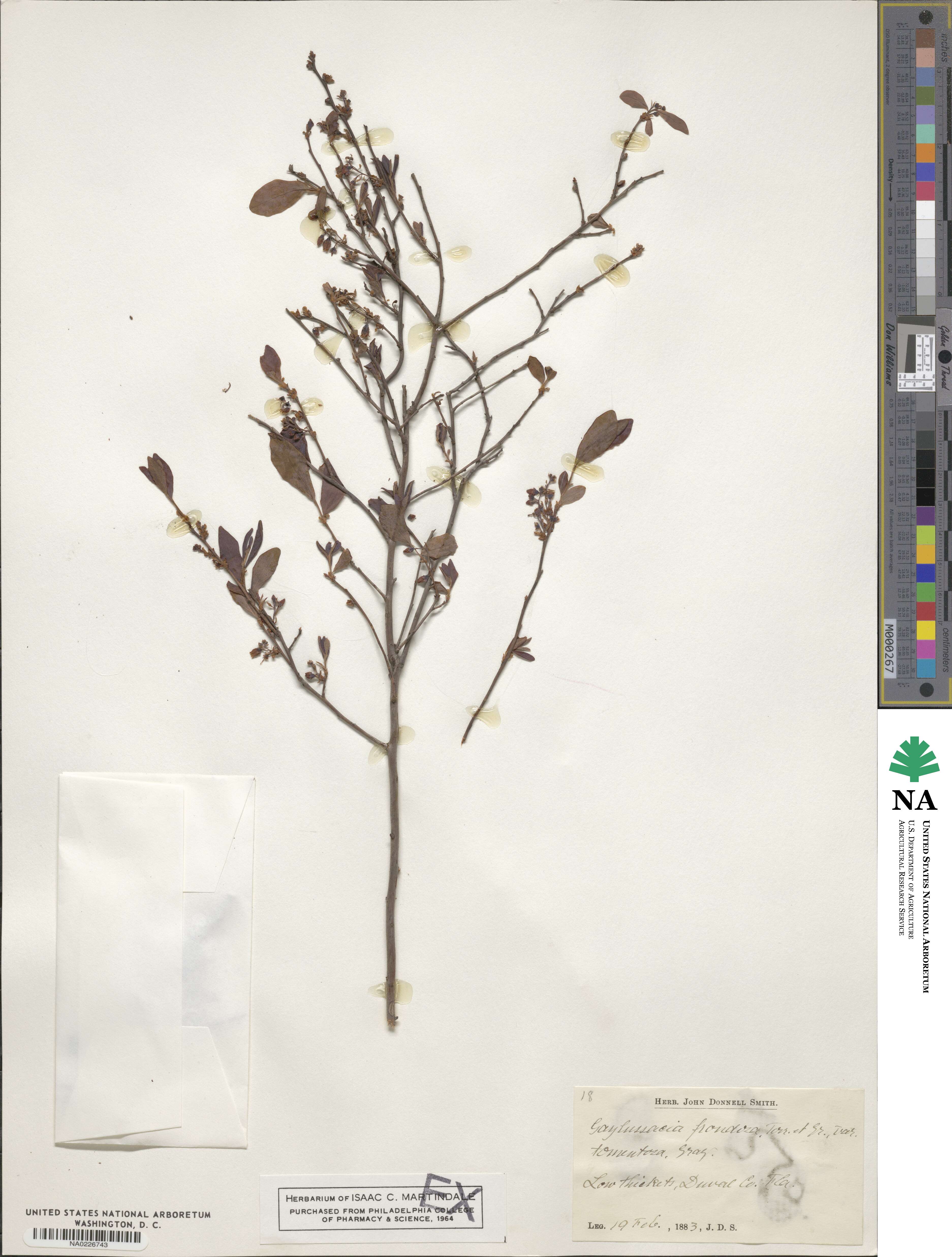 Gaylussacia frondosa image