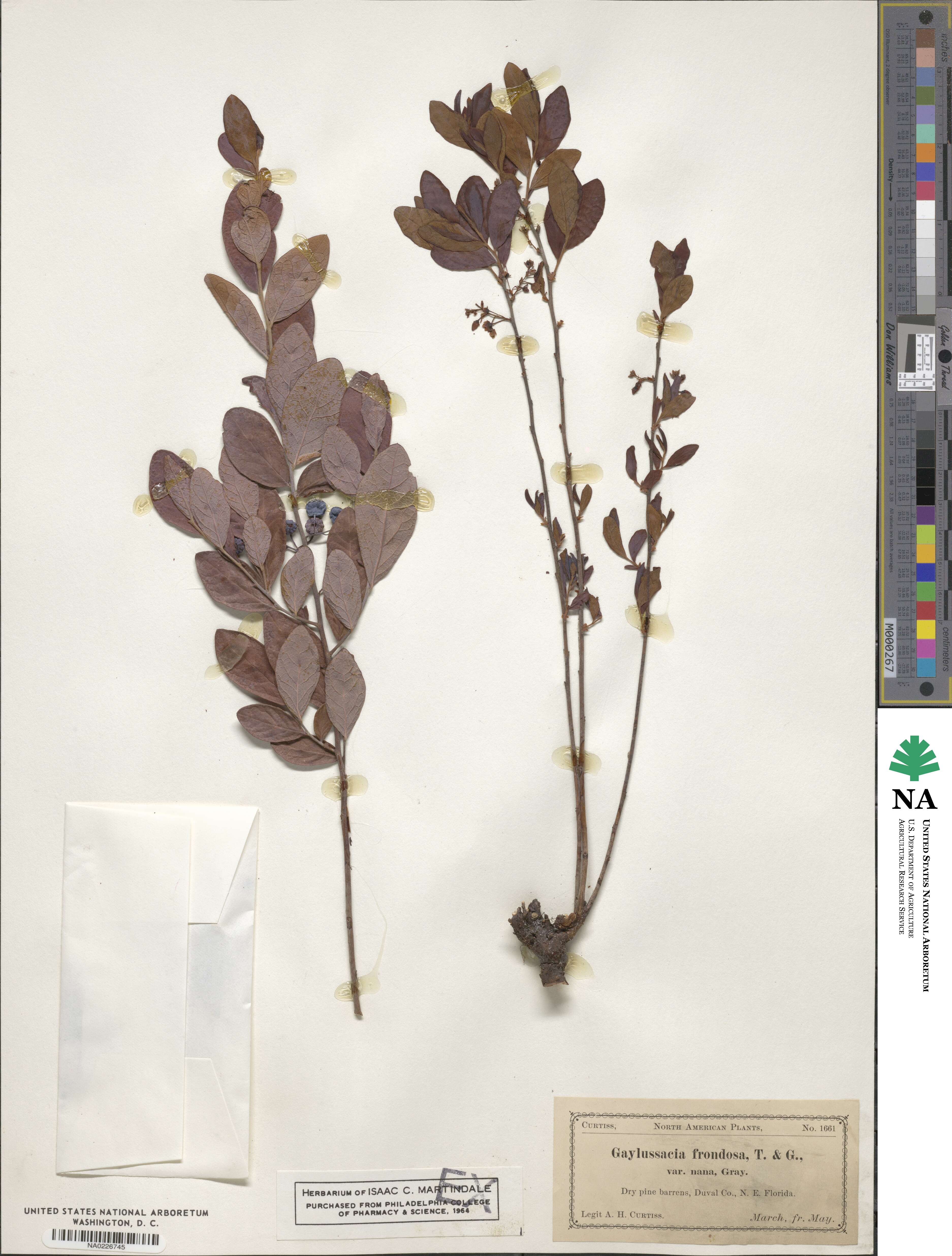 Gaylussacia frondosa image