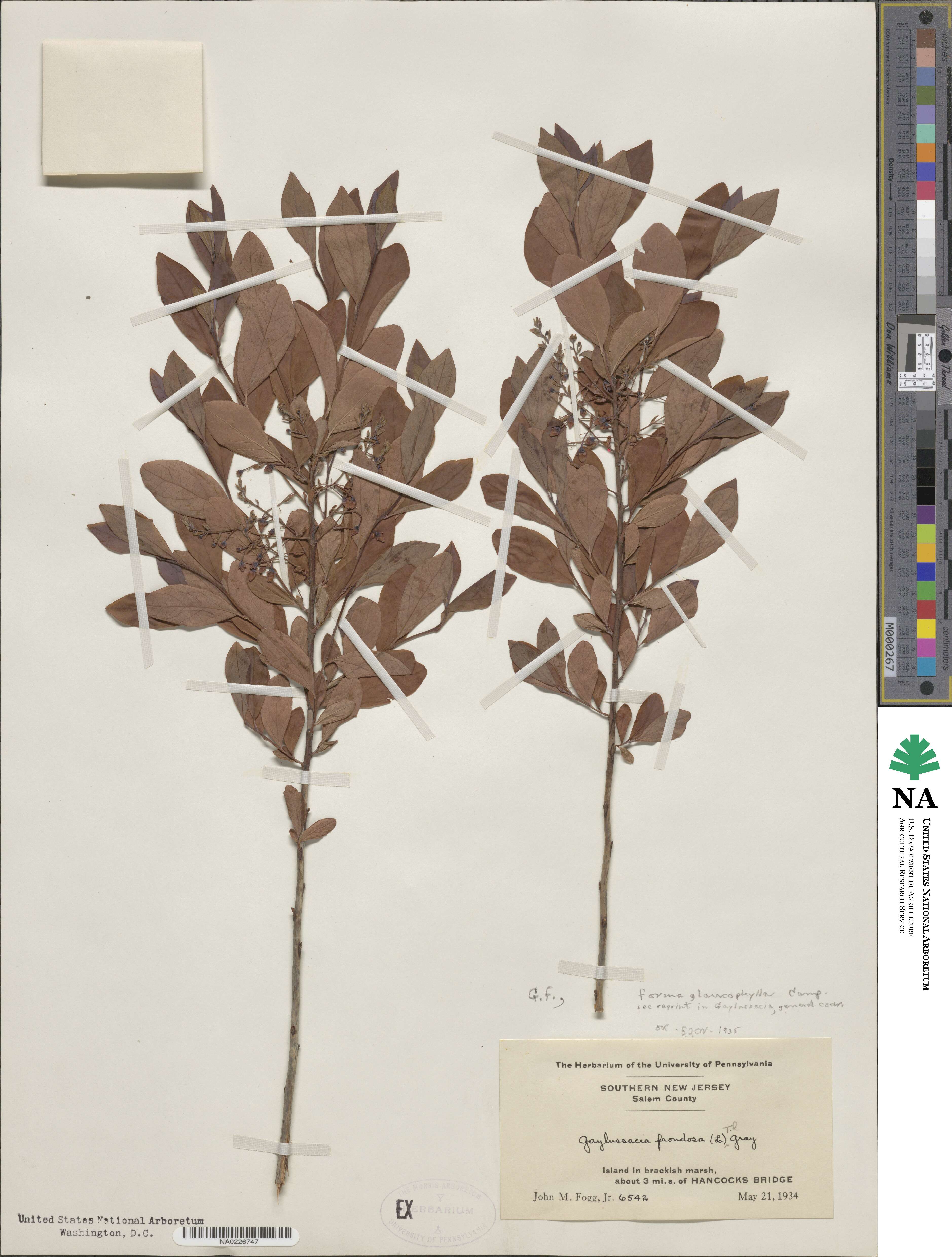 Gaylussacia frondosa image