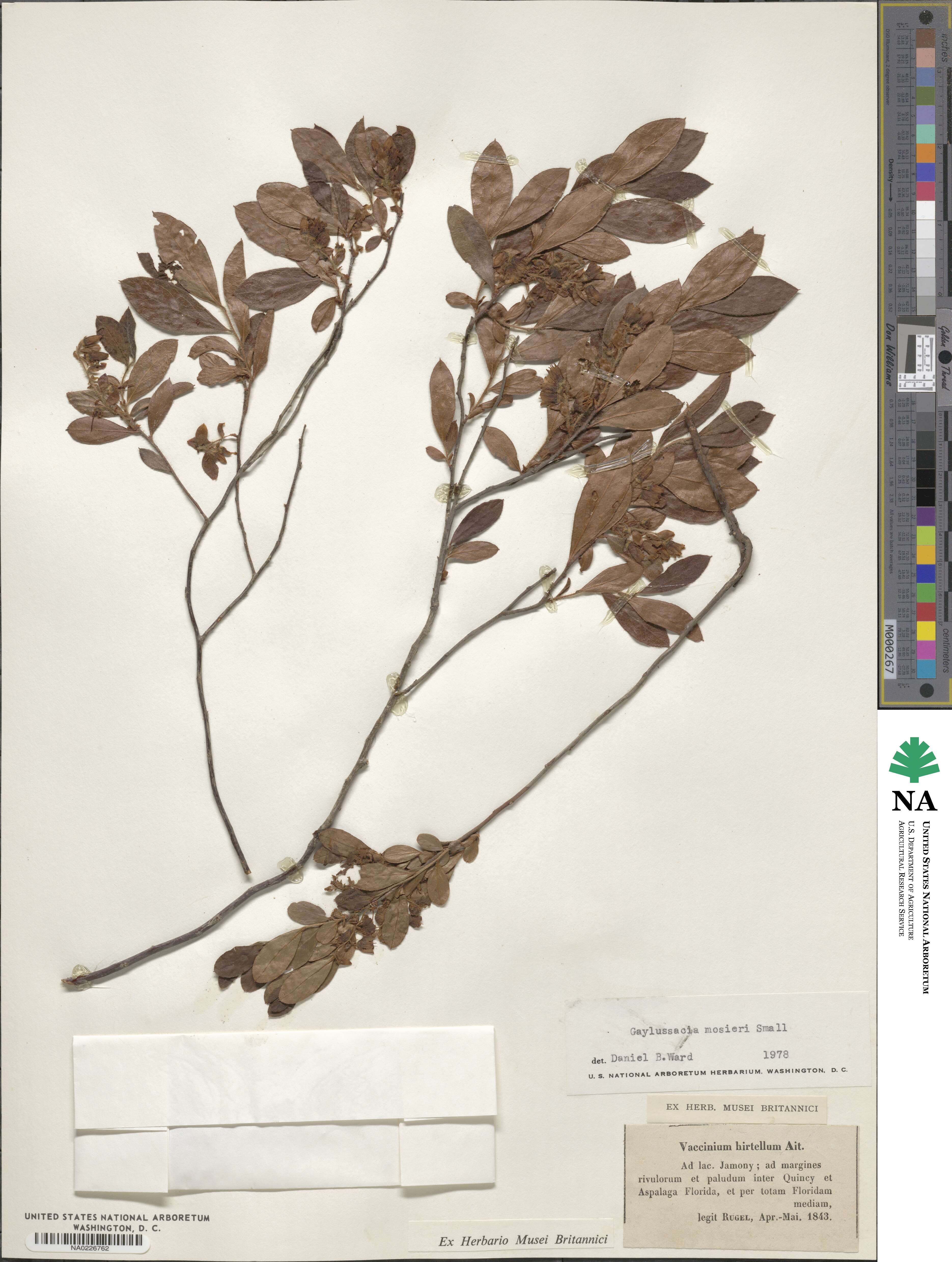 Gaylussacia mosieri image