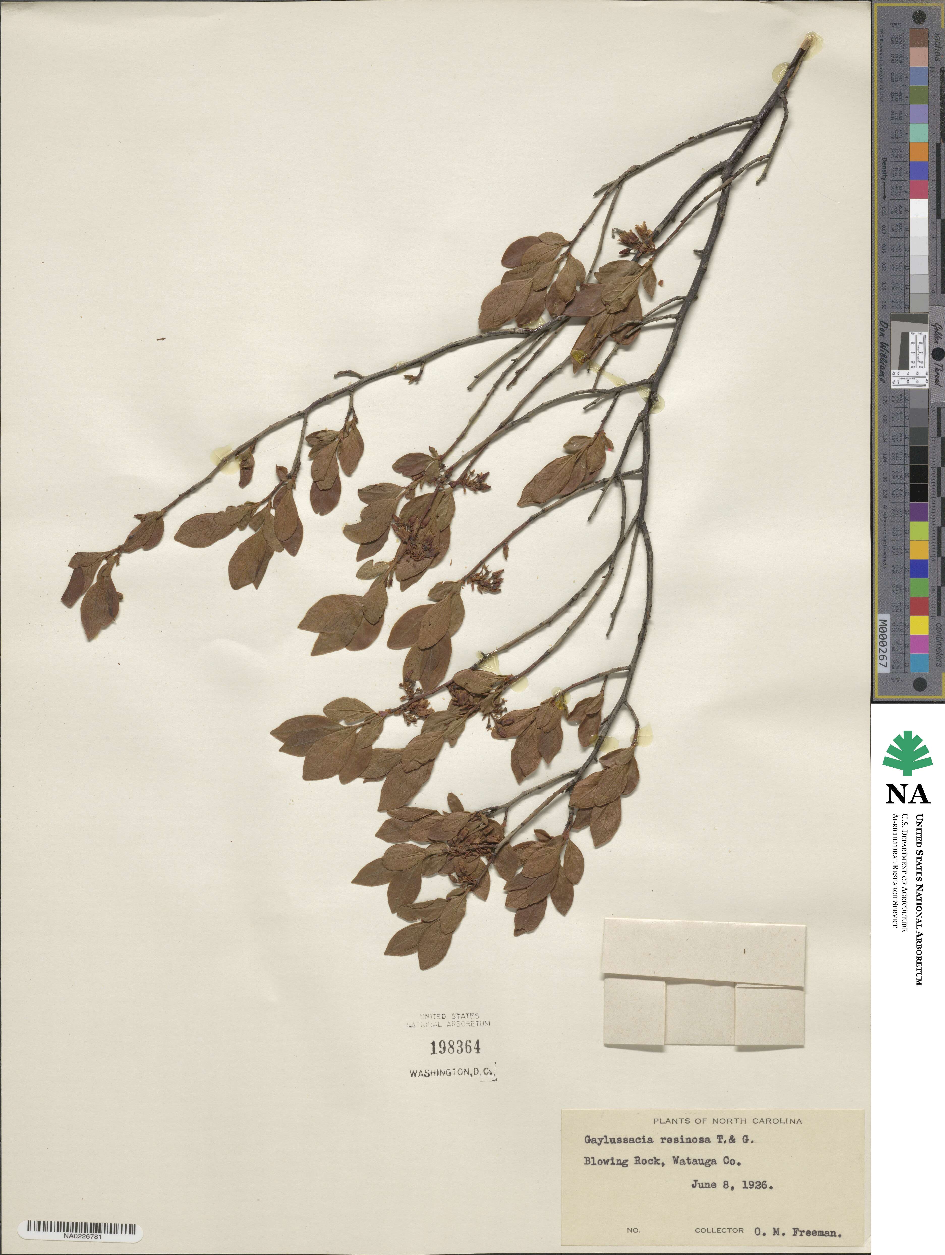 Gaylussacia baccata image