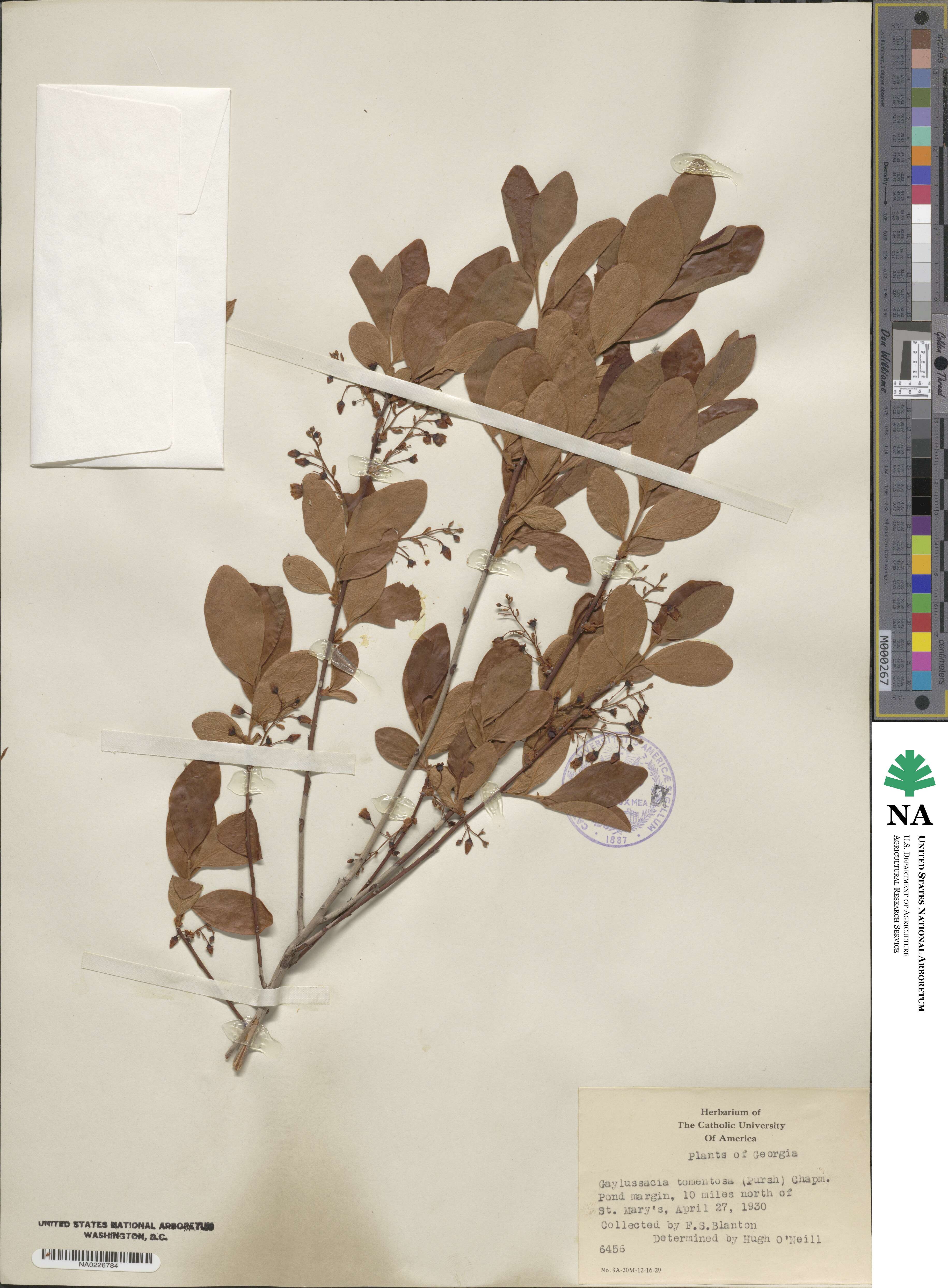 Gaylussacia tomentosa image