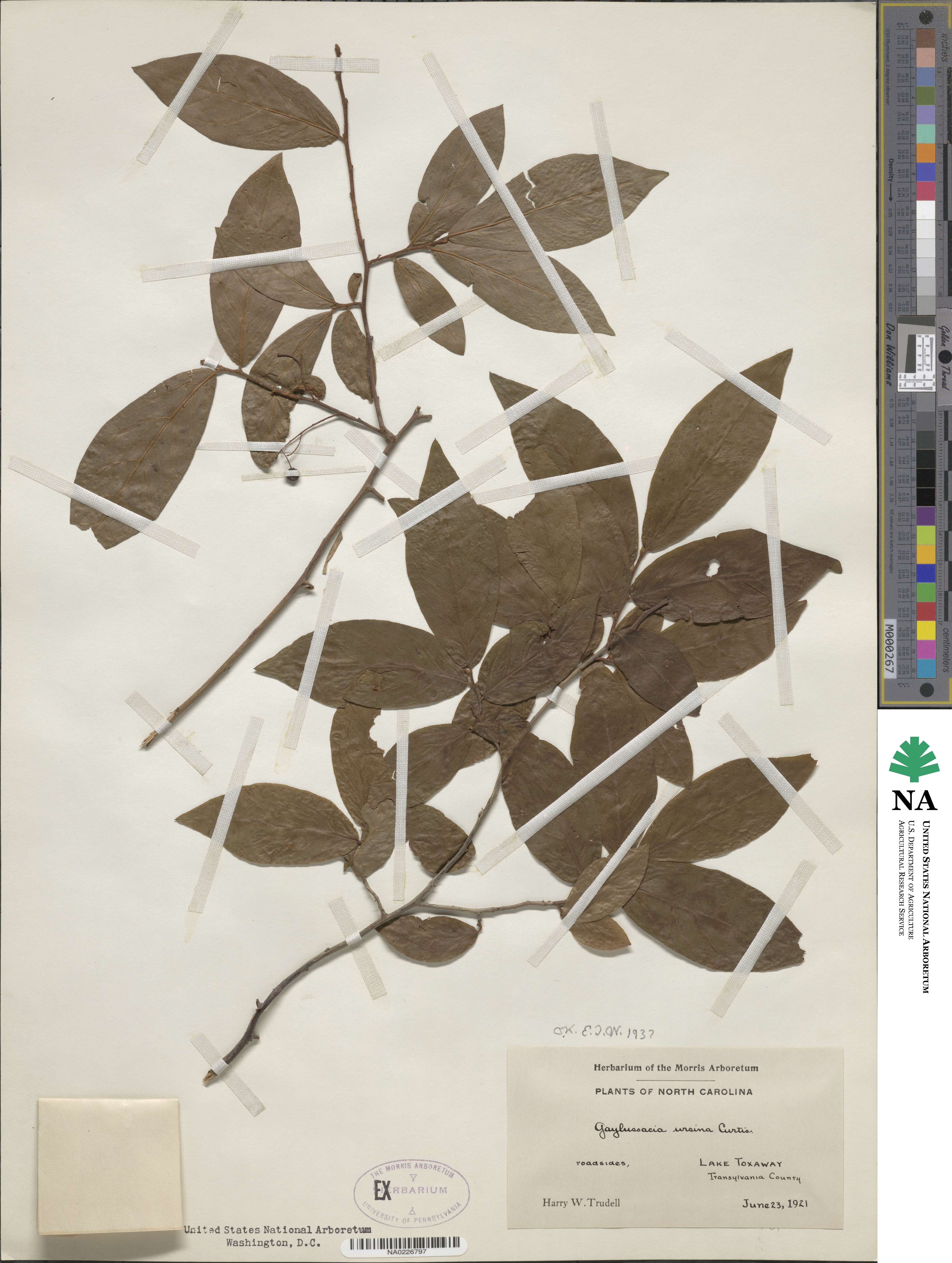 Gaylussacia ursina image