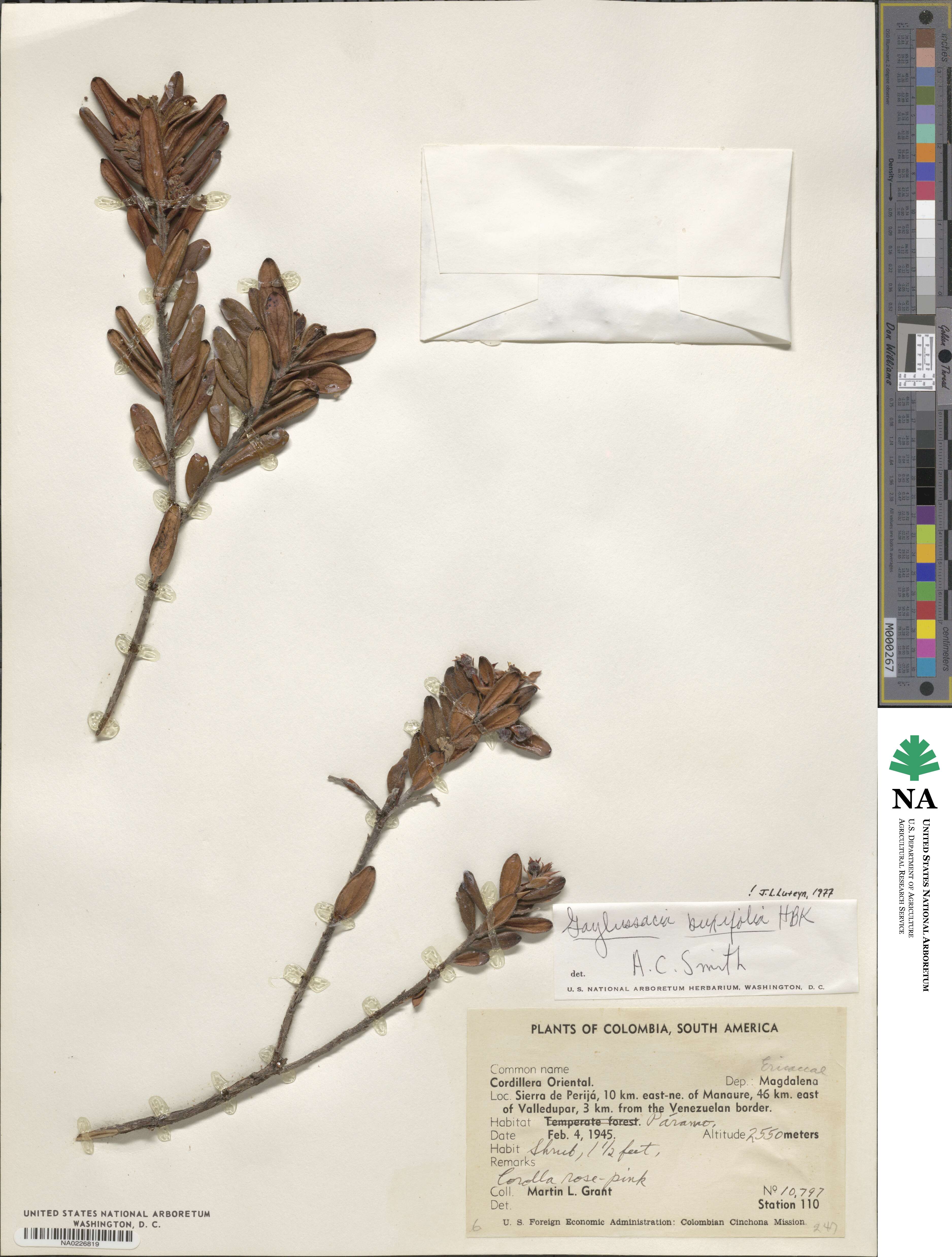 Gaylussacia buxifolia image