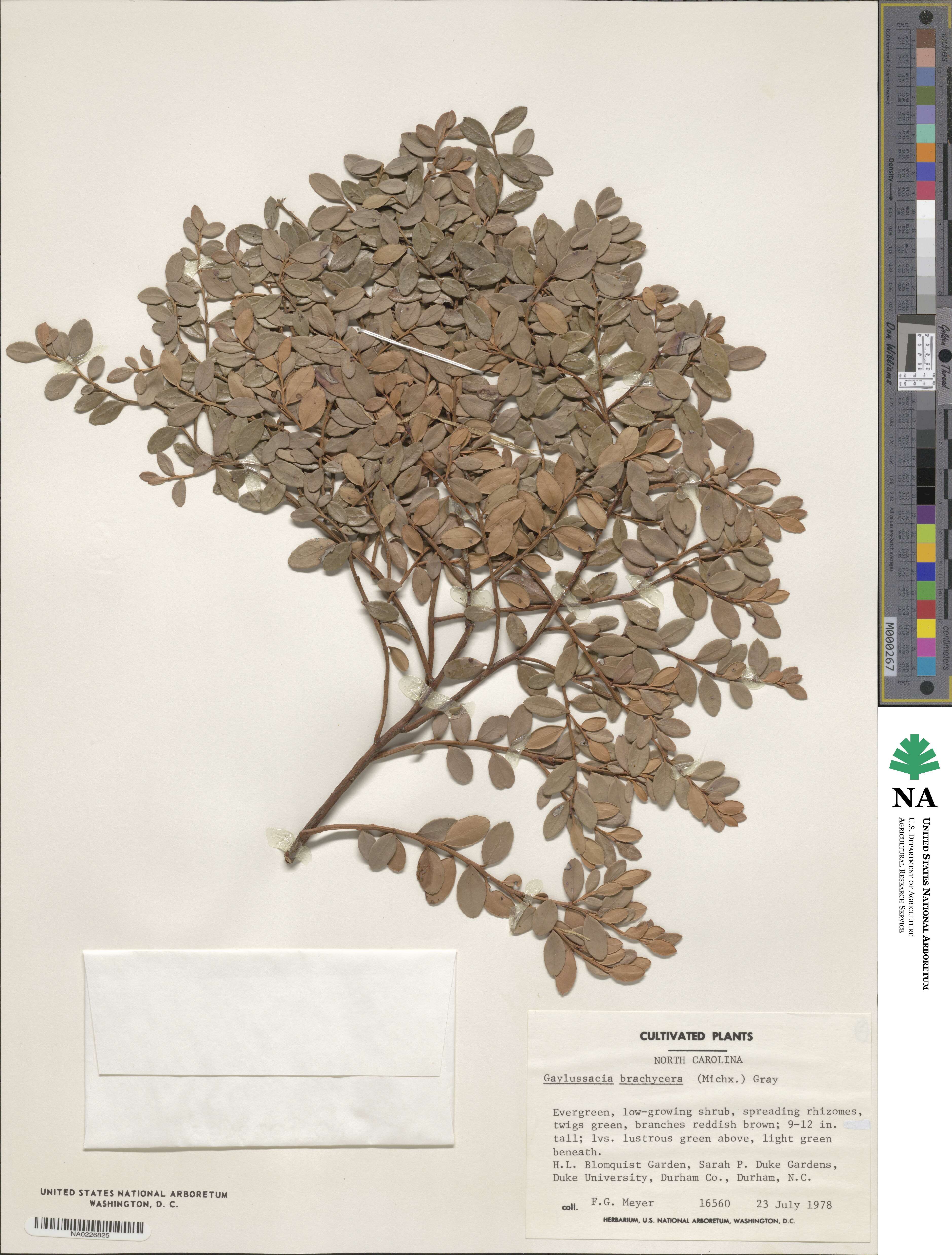 Gaylussacia brachycera image