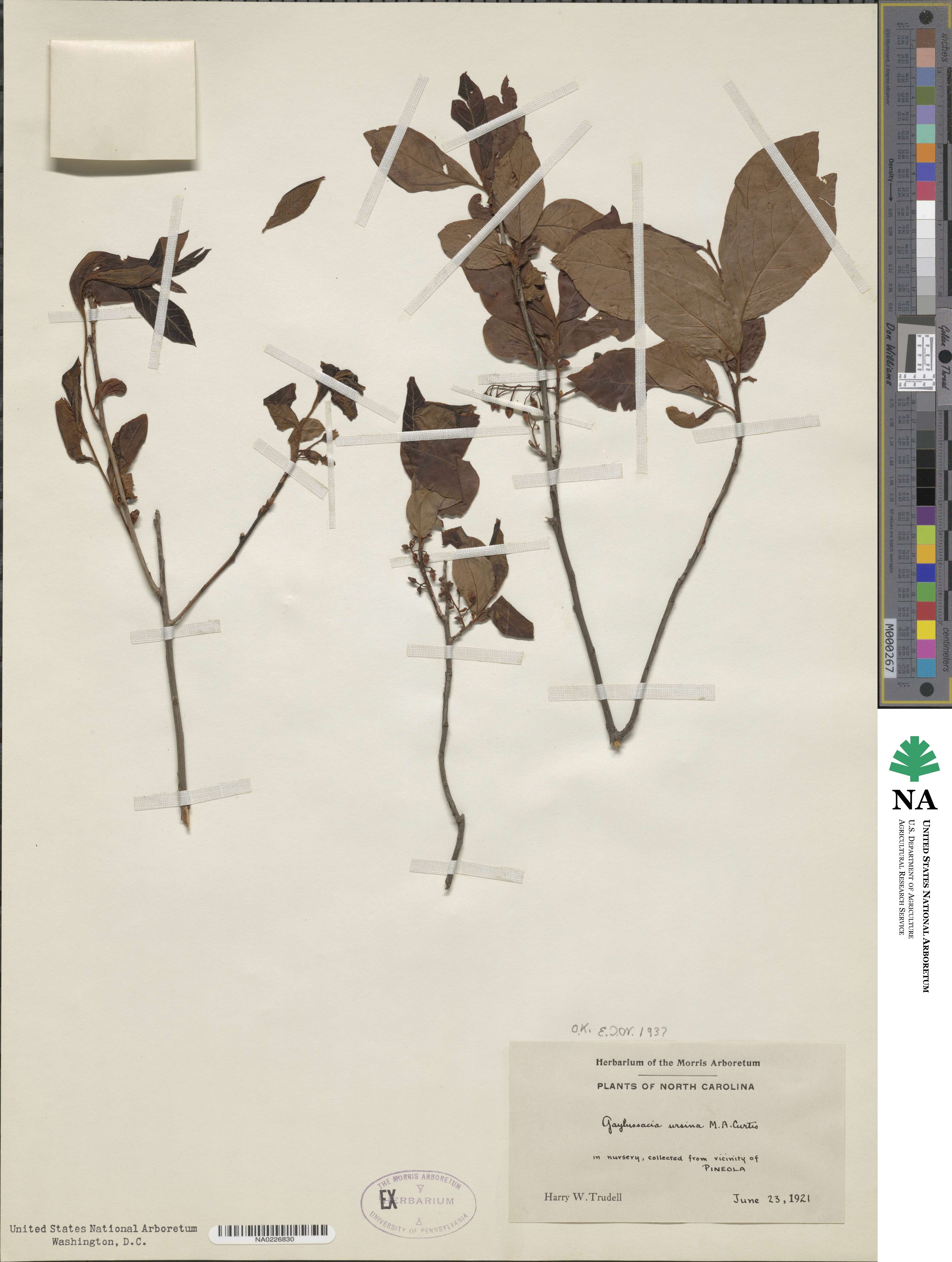Gaylussacia ursina image