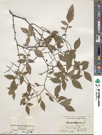 Vaccinium pallidum image