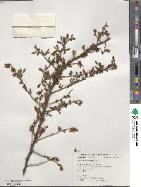 Vaccinium virgatum image