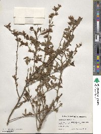 Vaccinium virgatum image