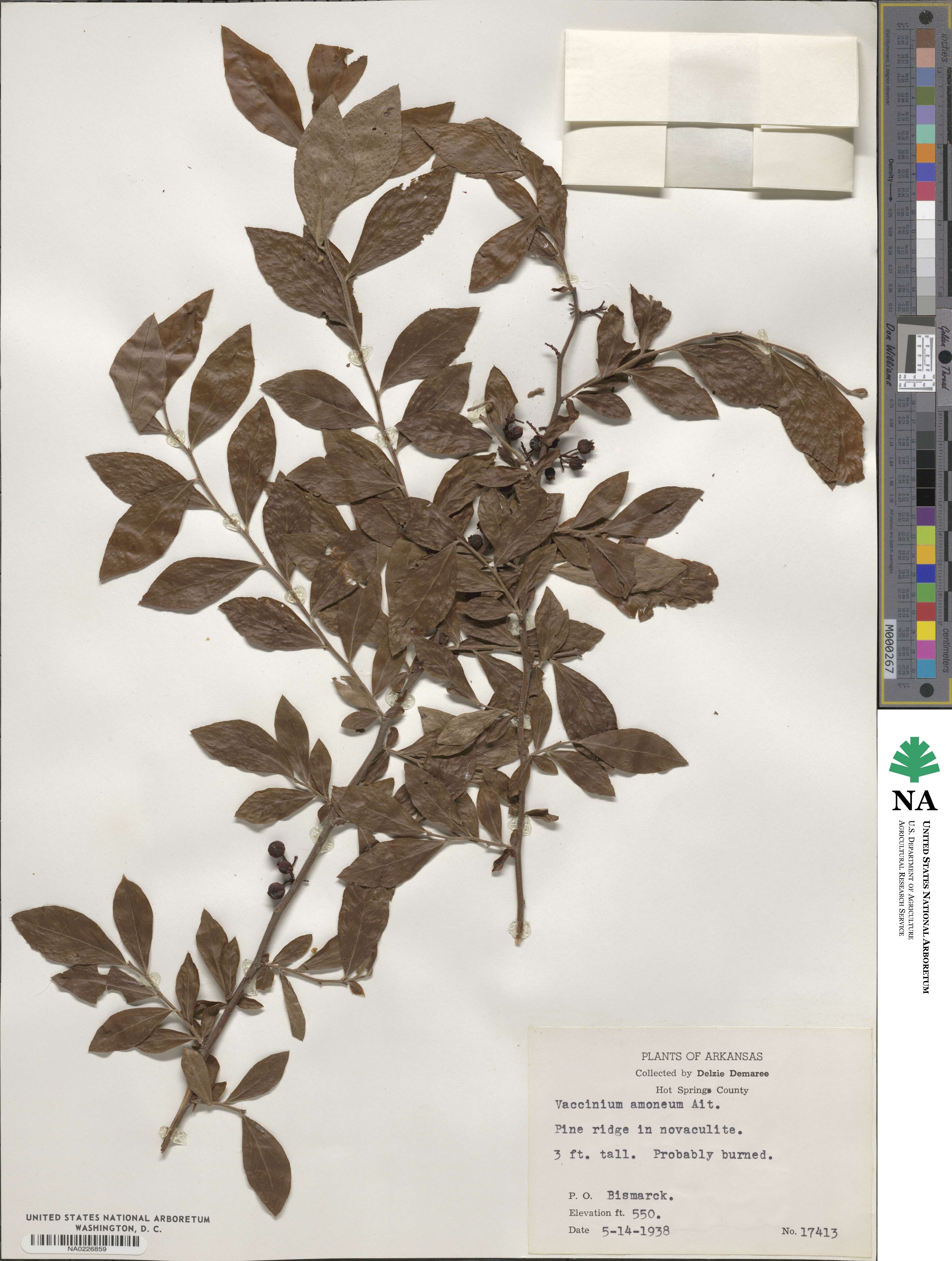 Vaccinium virgatum image