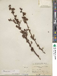 Vaccinium virgatum image