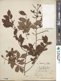 Vaccinium virgatum image