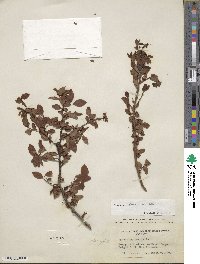 Vaccinium virgatum image