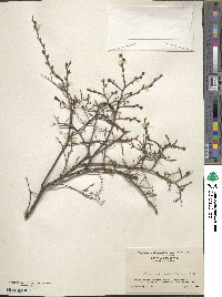 Vaccinium angustifolium image