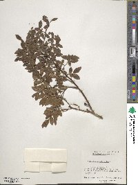 Vaccinium angustifolium image