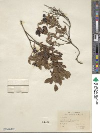 Vaccinium angustifolium image