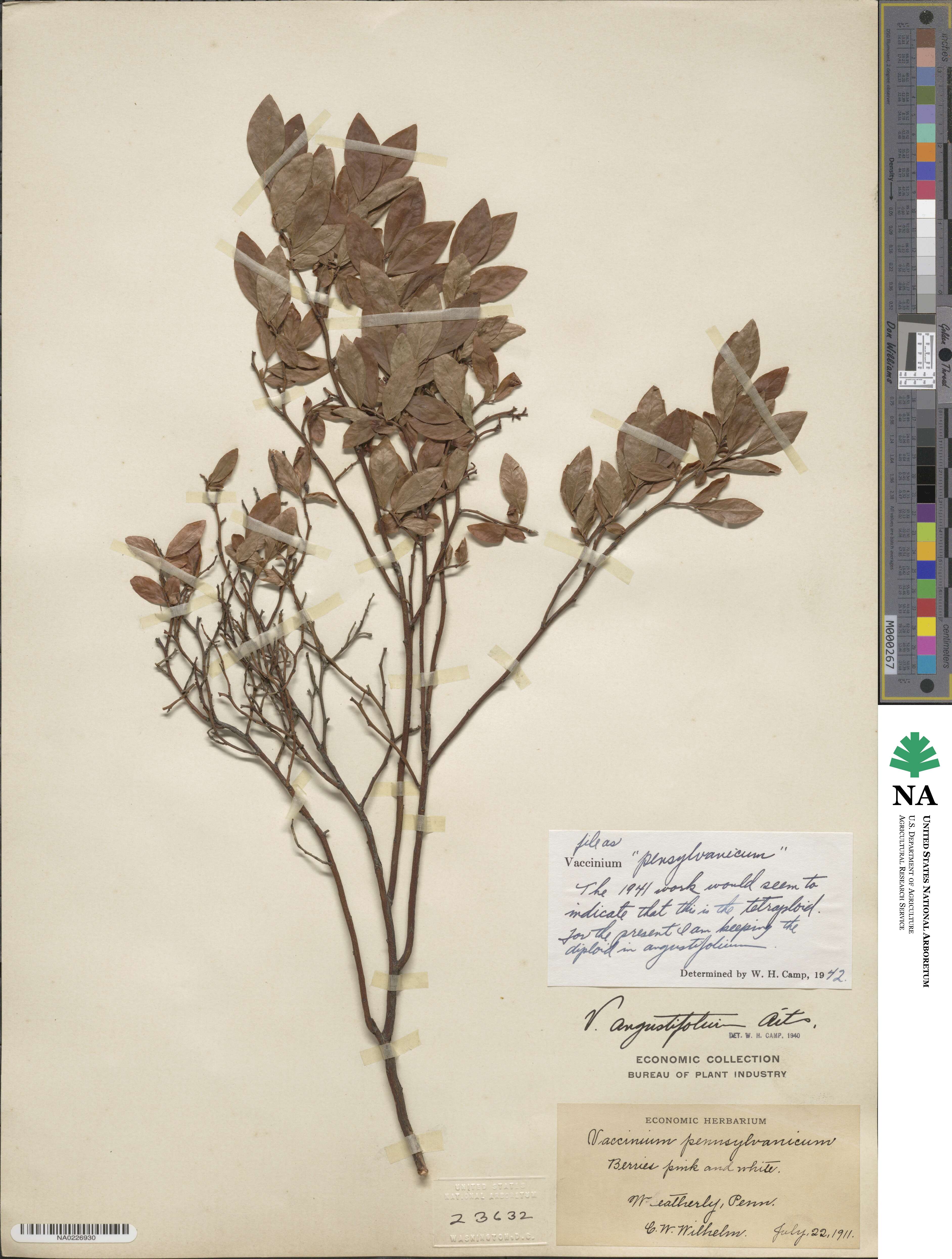 Vaccinium image