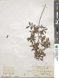 Vaccinium angustifolium image