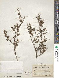 Vaccinium angustifolium image