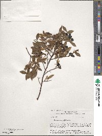 Vaccinium angustifolium image