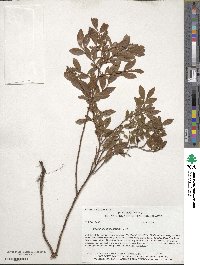 Vaccinium angustifolium image