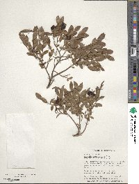 Vaccinium angustifolium image