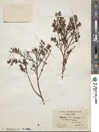 Vaccinium angustifolium image